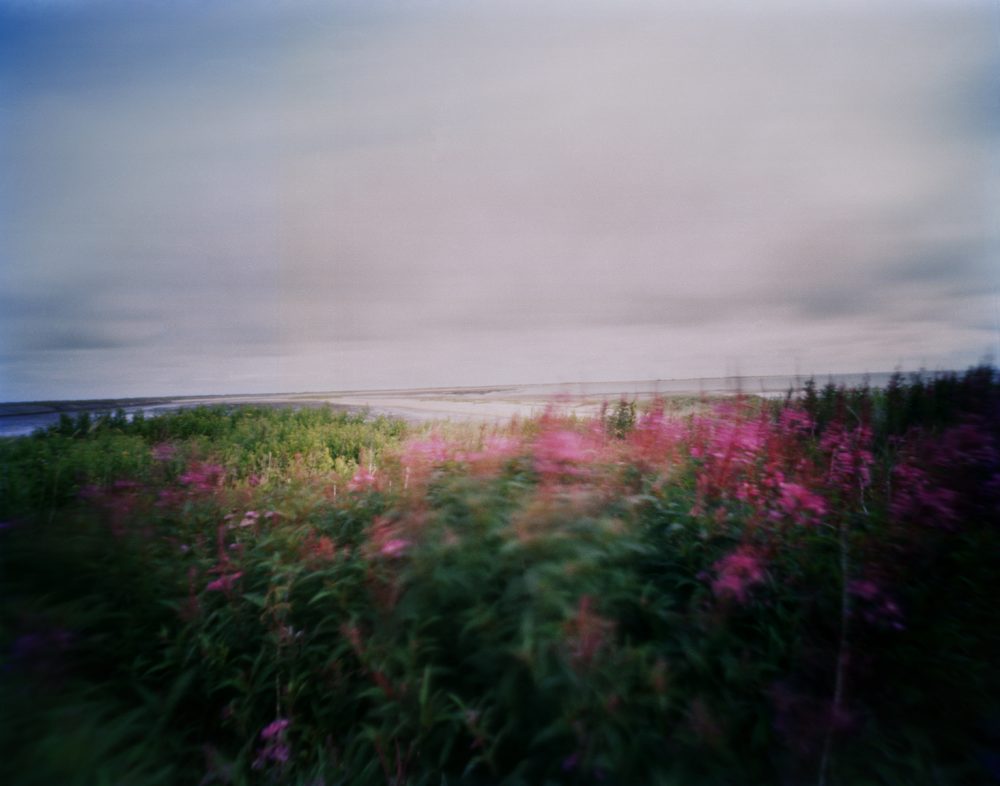 Hanns Zischler After Nature Camera Obscura Alfred Ehrhardt Foundation